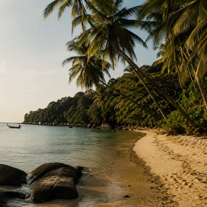 A sandy shore lined with palms at dusk