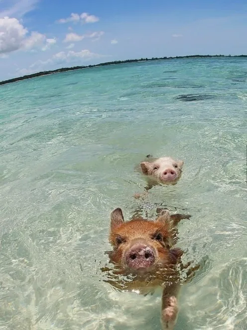Pigs wading in the shallows