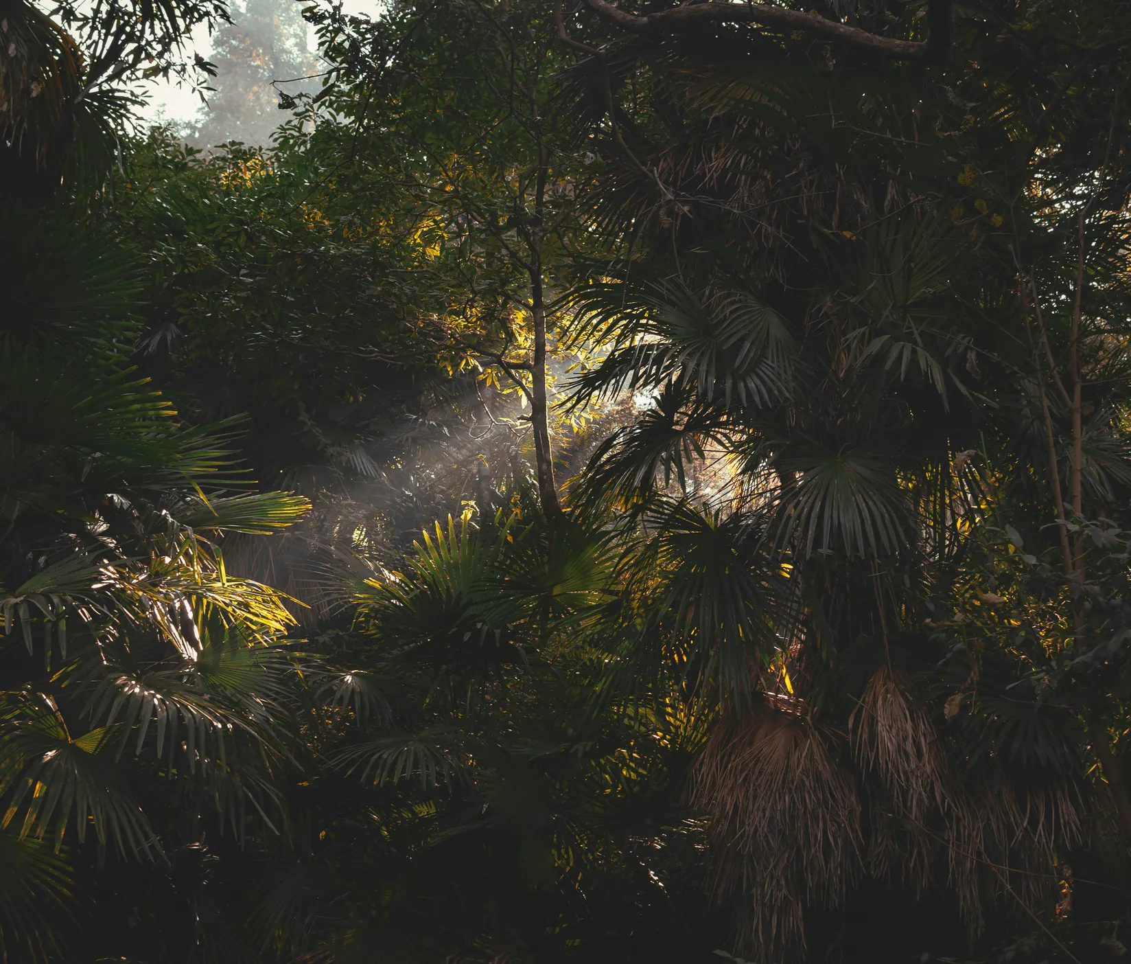 Light through a tropical canopy
